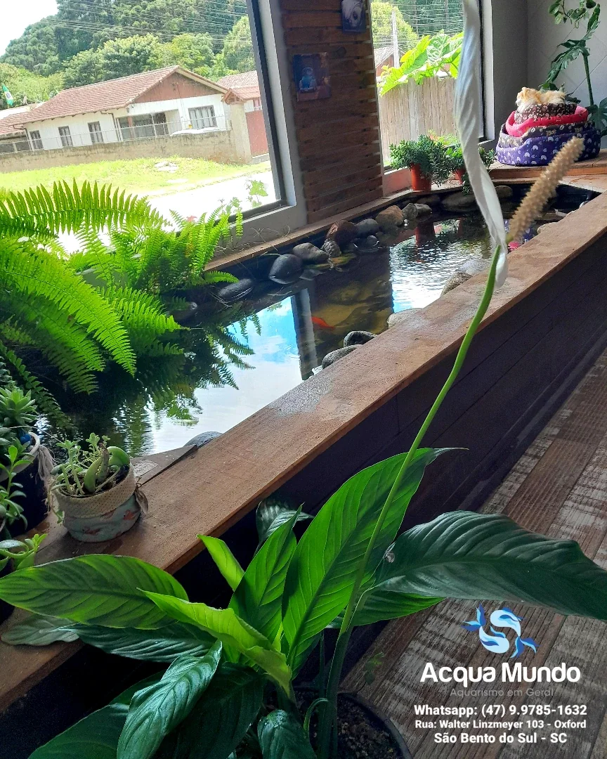 Acqua Mundo Aquarismo — Aquarismo em São Bento do Sul-SC (foto 3)